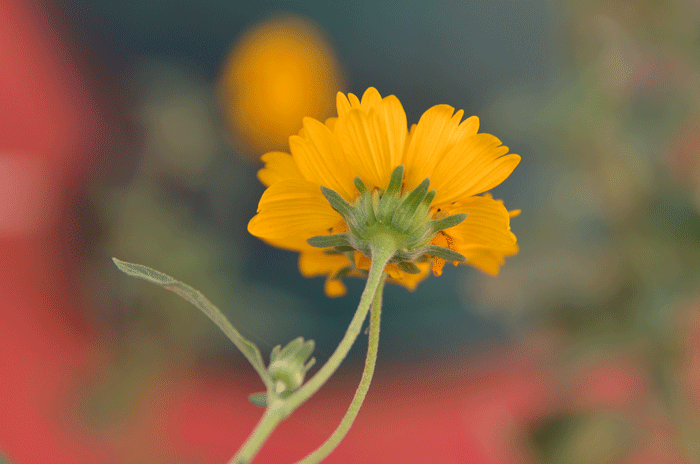 Golden Crownbeard plants have stiff, straight hairs or bristles, or covered with long, soft, straight hairs as may be visible on the stems in this photo. Verbesina encelioides